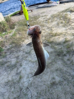 エソの釣果