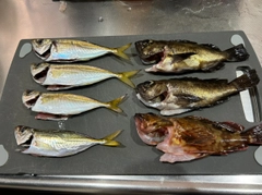 アジの釣果