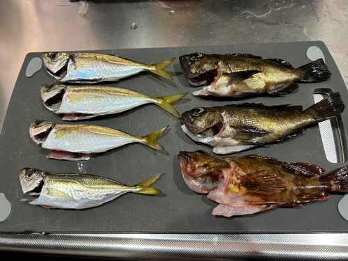 アジの釣果