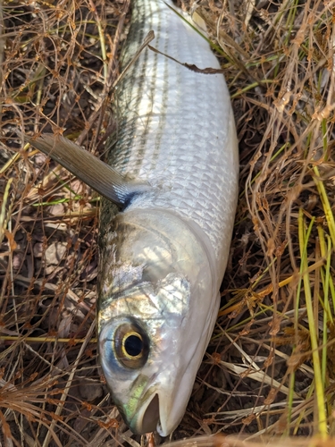 ボラの釣果