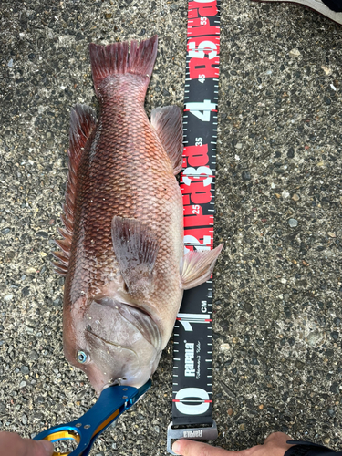 コブダイの釣果