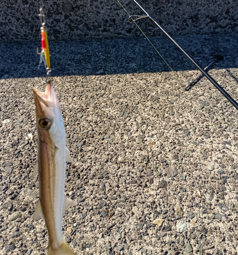 カマスの釣果