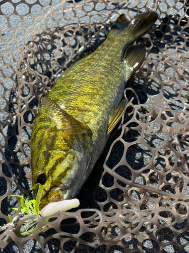 スモールマウスバスの釣果