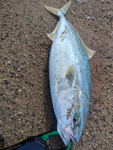 イナダの釣果