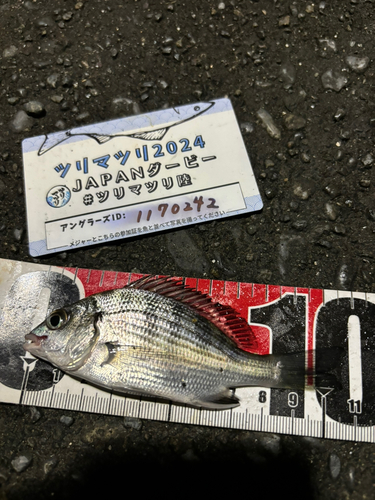 クロダイの釣果