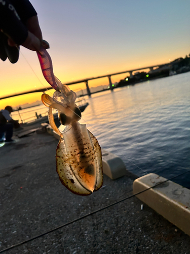 アオリイカの釣果