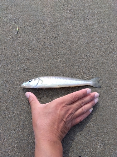 キスの釣果