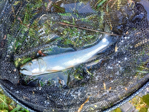 ケタバスの釣果