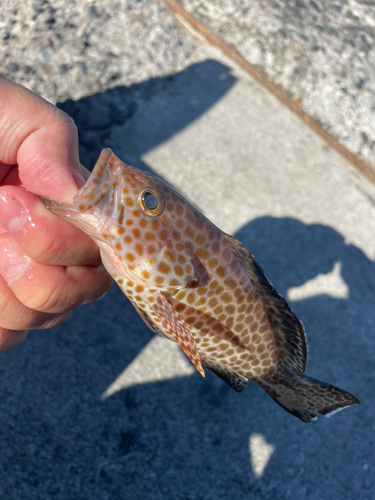 オオモンハタの釣果