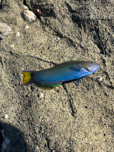 オトメベラの釣果