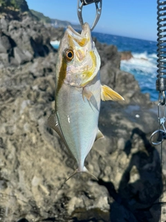 ショゴの釣果