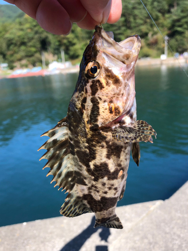 タケノコメバルの釣果