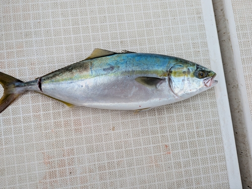 ヤズの釣果