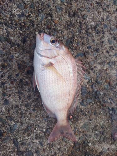 タイの釣果