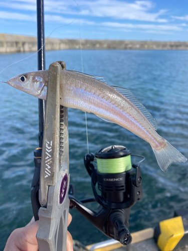 キスの釣果