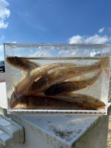 マハゼの釣果