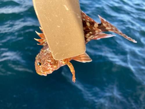 カサゴの釣果