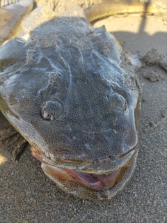 マゴチの釣果