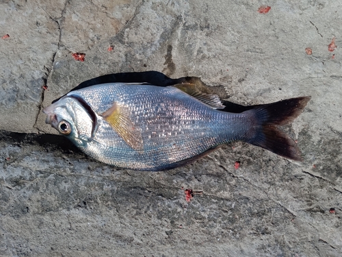 ウミタナゴの釣果