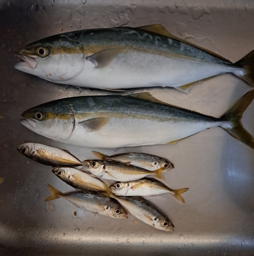 ツバスの釣果