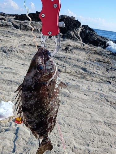 アイゴの釣果