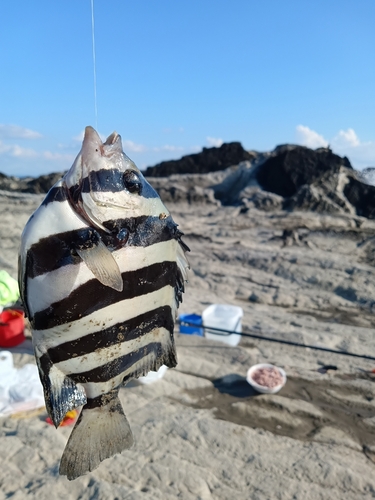 シマダイの釣果