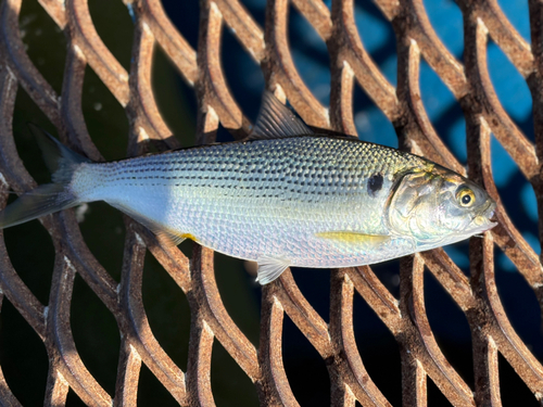 コノシロの釣果