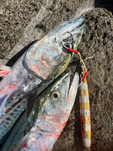 サゴシの釣果