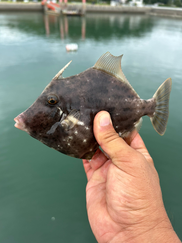 カワハギの釣果