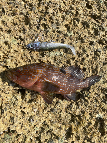 アコウの釣果