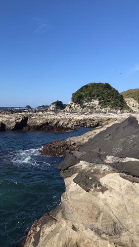 メジナの釣果