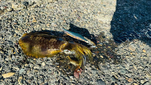 アオリイカの釣果