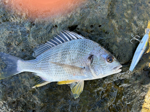 キビレの釣果