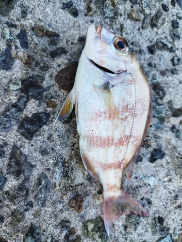 タイの釣果