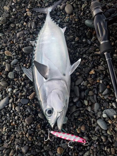 シイラの釣果