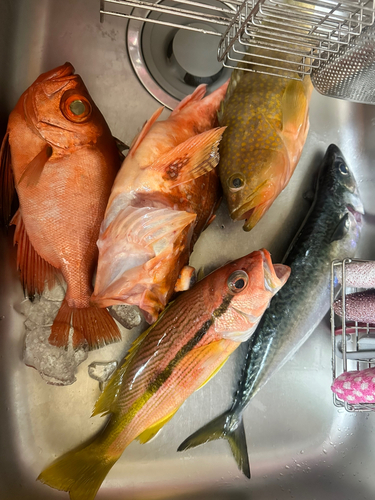 チカメキントキの釣果