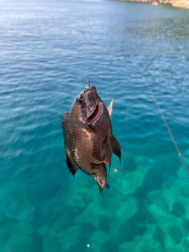 スズメダイの釣果