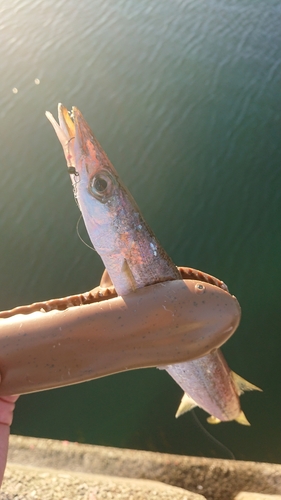 カマスの釣果