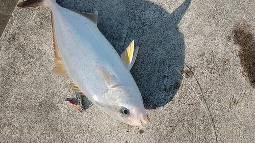 ショゴの釣果