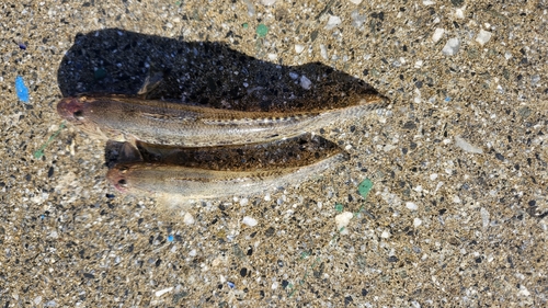 マハゼの釣果