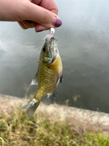 釣果