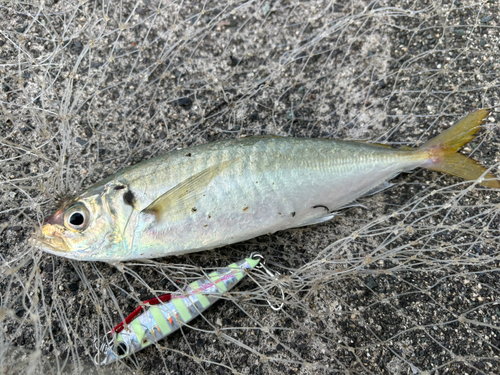 マルアジの釣果