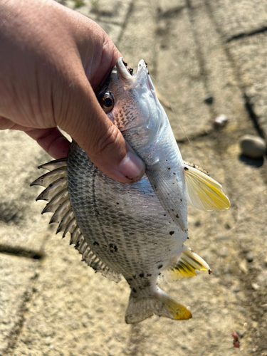 キビレの釣果