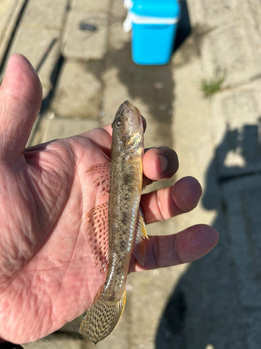 マハゼの釣果