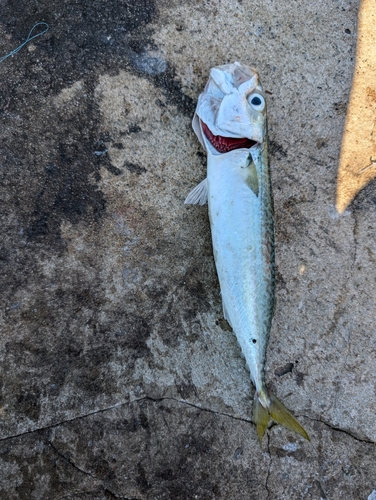 サバの釣果