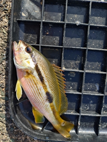 ヨコスジフエダイの釣果