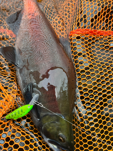 ヒメマスの釣果