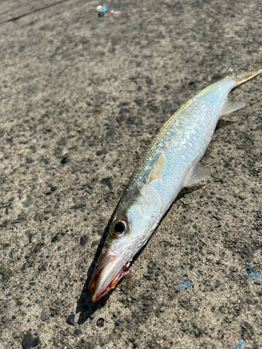 カマスの釣果