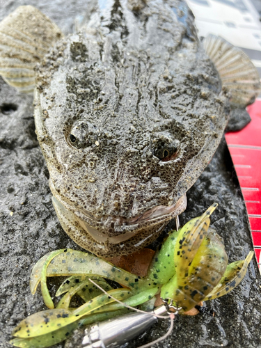 マゴチの釣果