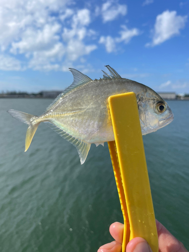 メッキの釣果